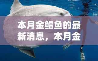 本月金鲳鱼最新动态及烹饪全攻略,捕捉与烹饪技巧详解
